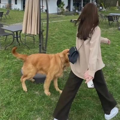 魔法灵猫 海报